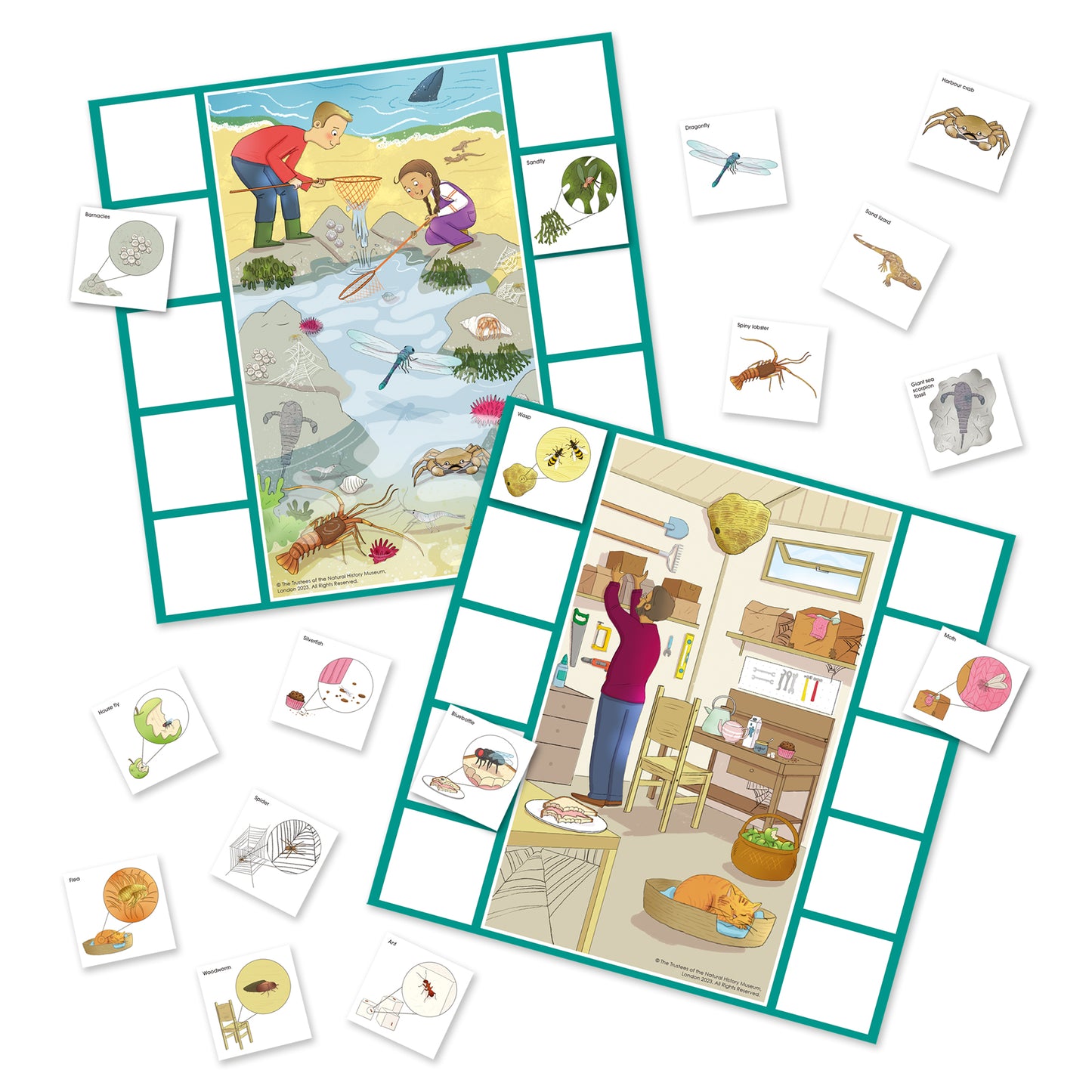 Let's Learn Tiny Creatures NHM