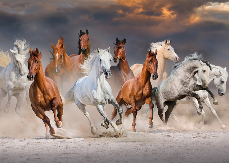 Premium Collection - Desert Horses -1000 pieces - product image - Jumboplay.com
